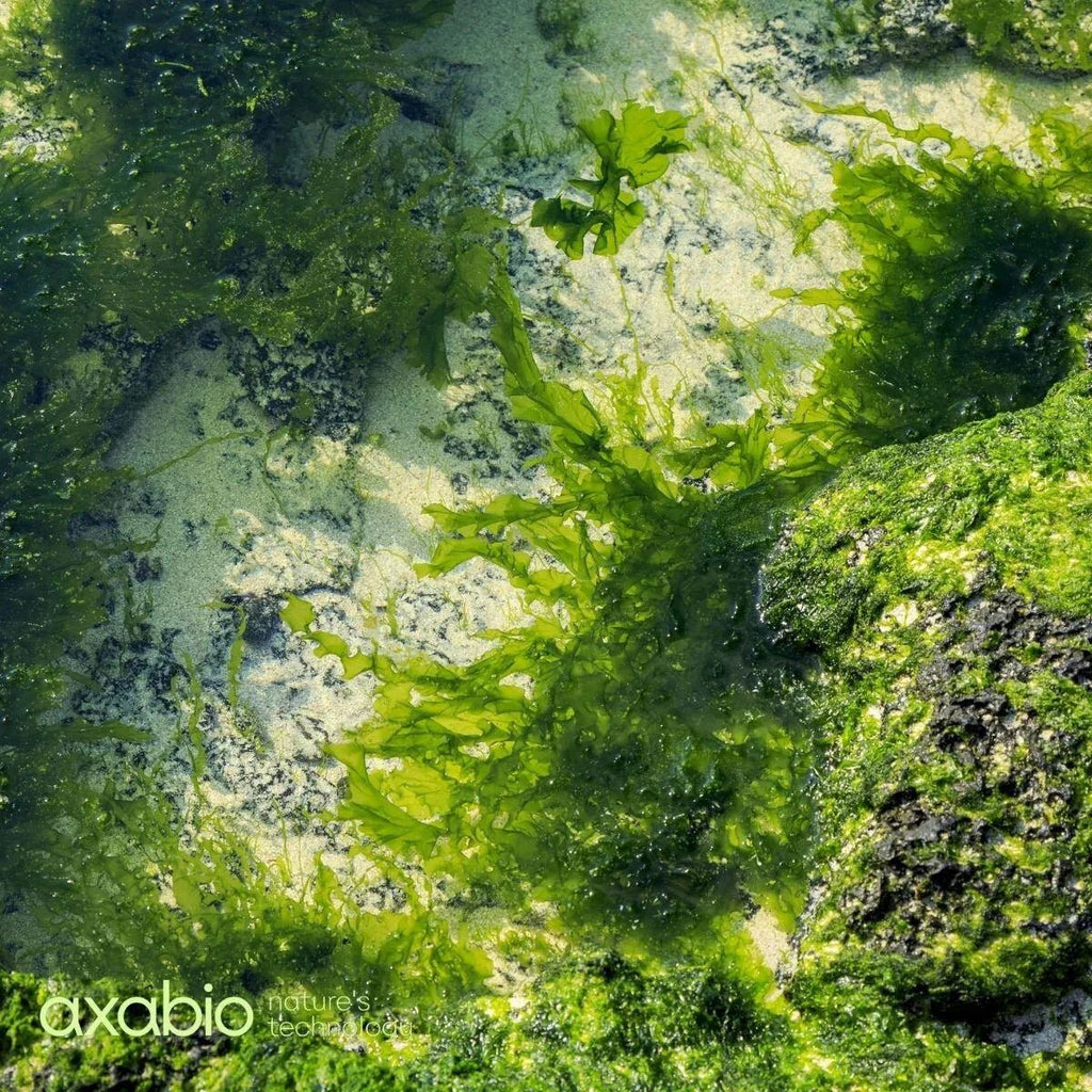 10 Astaxanthin Health Benefits, Backed by science by Dr. Gene Bruno - Farmatuur