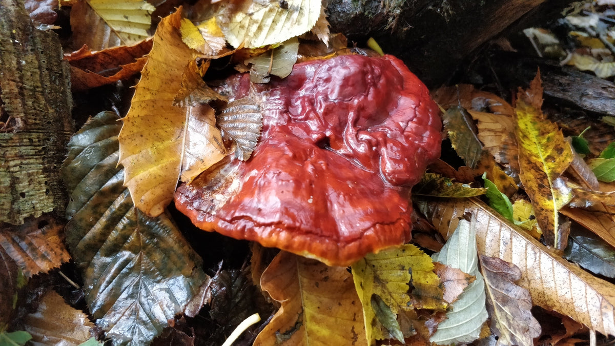A glossy red reishi mushroom (Ganoderma lucidum) among fallen autumn leaves