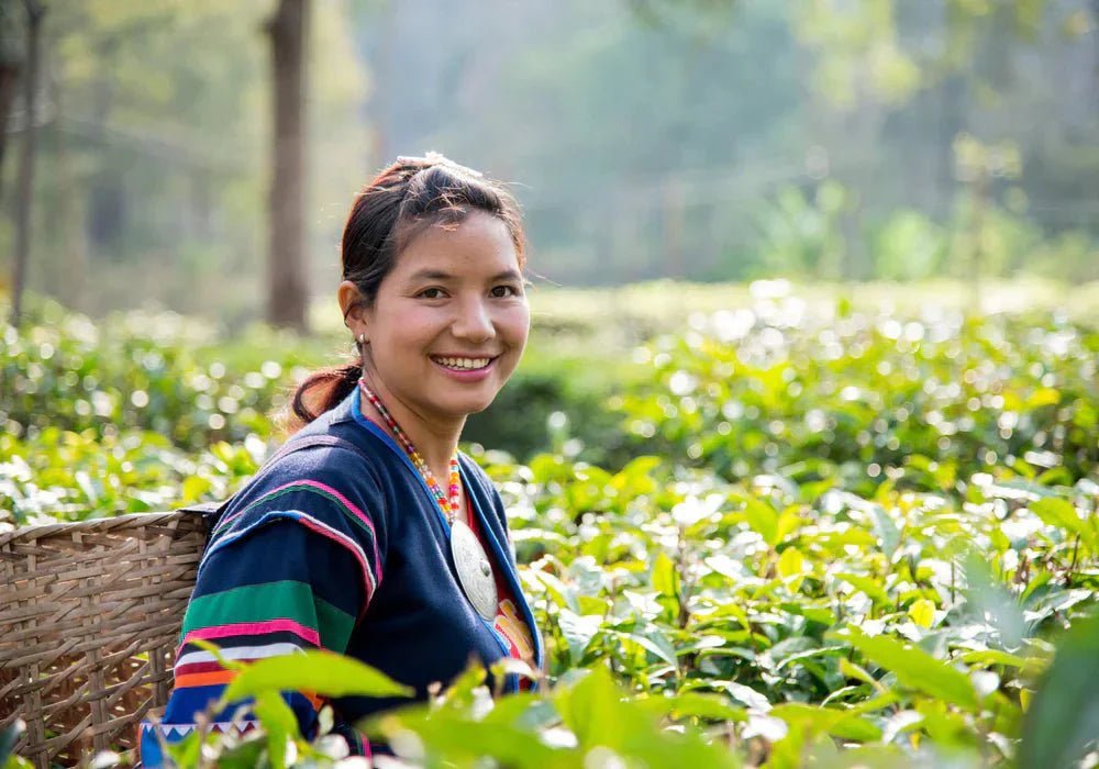 Araksa Tea Garden, Where Healthy Soil Creates Extraordinary Tea - Farmatuur
