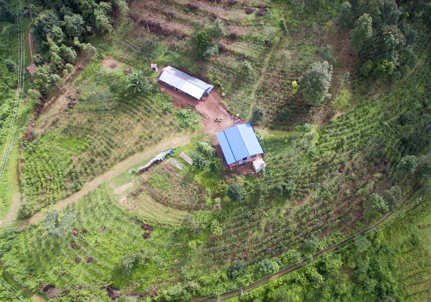 Black Tea, The Rich Story Behind the World's Most Loved Tea - Farmatuur