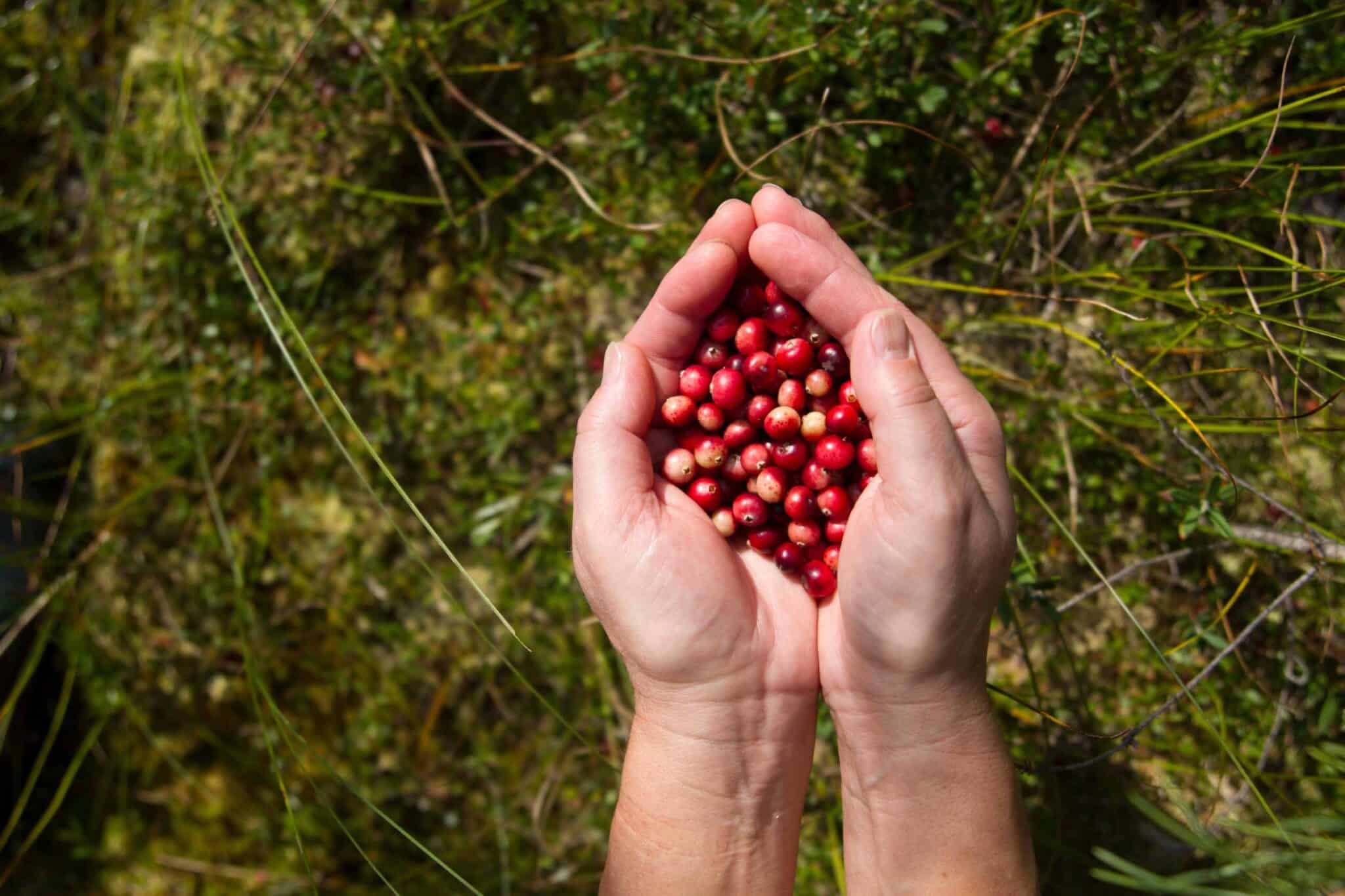 How Cranberries Support Women’s Wellness - Farmatuur