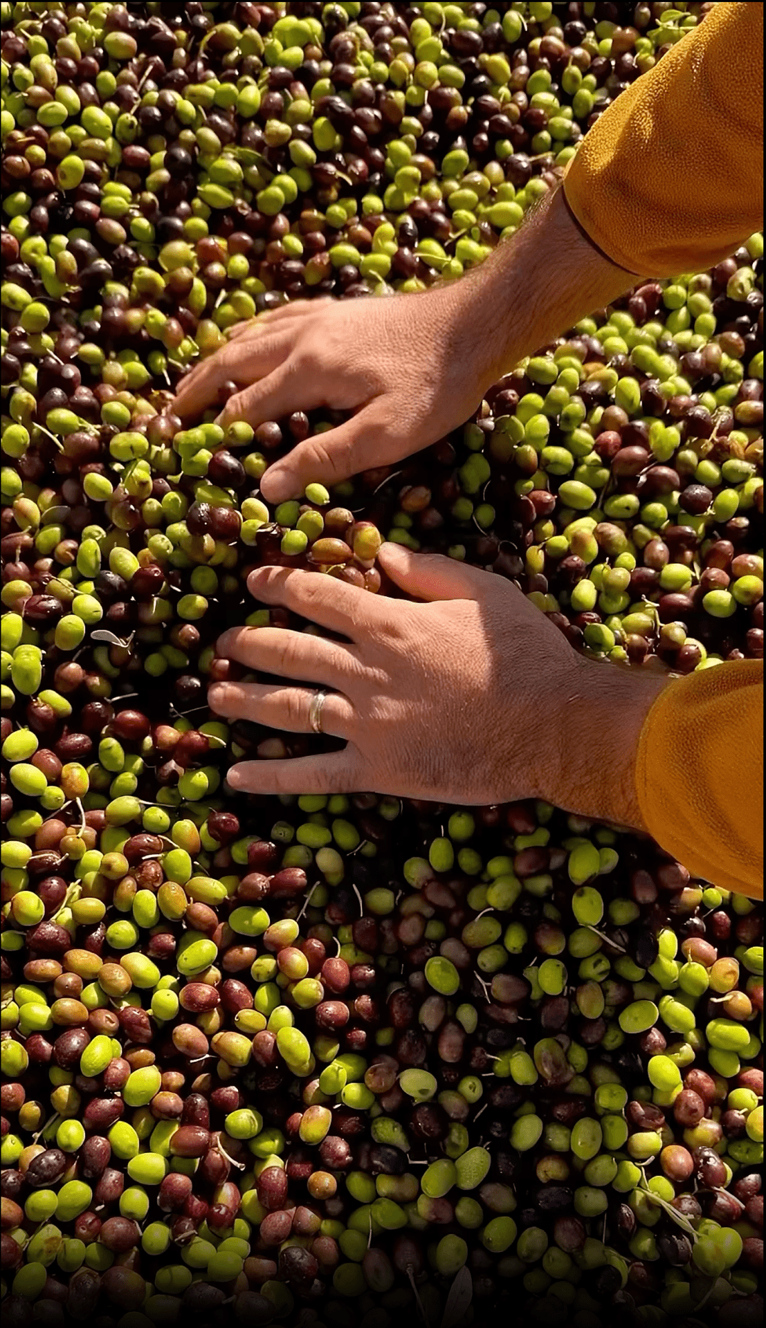 The Olive Oil Revolution: Polyphenols, Freshness and the Pursuit of Quality - Farmatuur