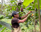 Dalileo, Heirloom Criollo Cacao Nibs - Farmatuur