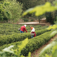 Sencha Rose - Farmatuur