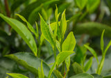 Tree Spirit - Farmatuur