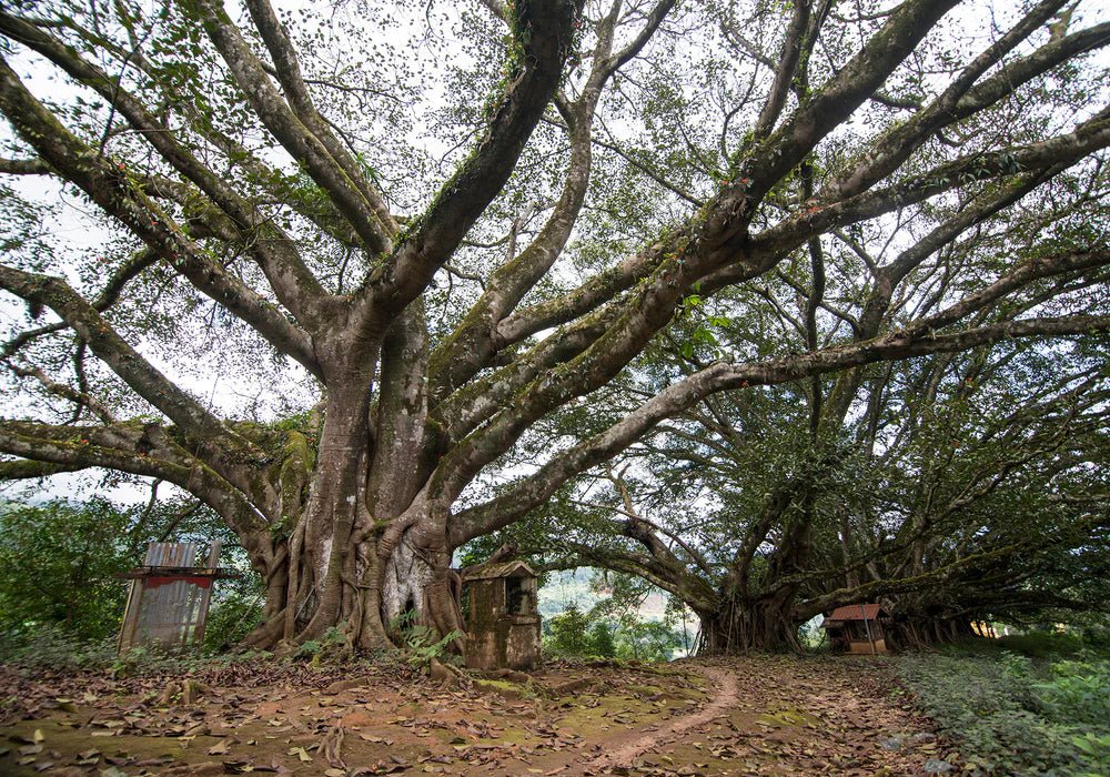 Tree Spirit - Farmatuur