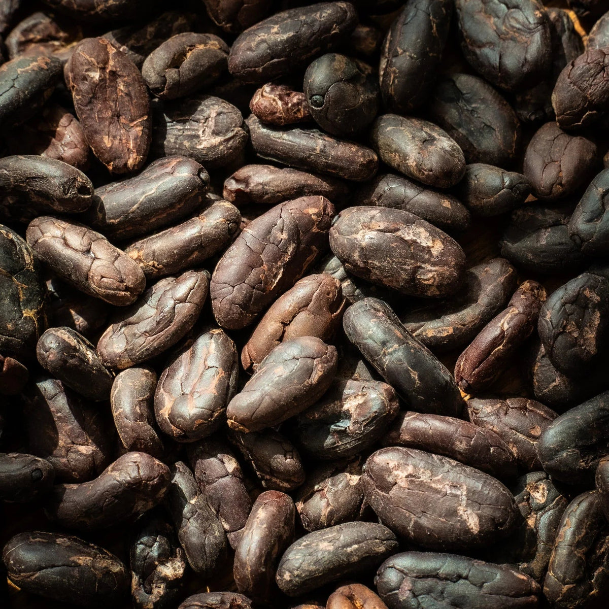 Unroasted Cacao Beans - Farmatuur